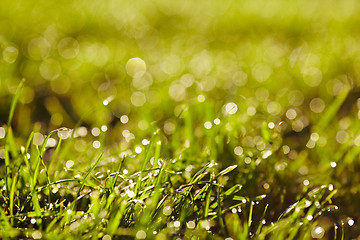 Image showing Morning dew on a grass.