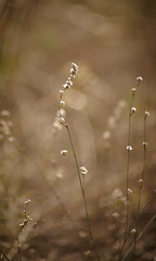 Image showing Flower