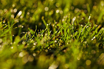 Image showing Morning dew on a grass.