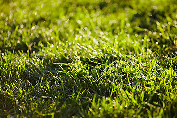 Image showing Morning dew on a grass.