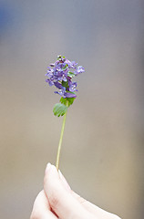 Image showing Flower