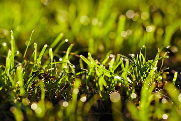 Image showing Morning dew on a grass.