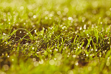 Image showing Morning dew on a grass.