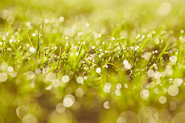 Image showing Morning dew on a grass.