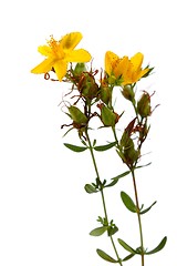 Image showing Hypericum perforatum, St John's wort flower on white