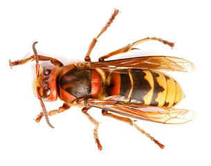 Image showing European hornet, Vespa crabro