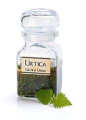 Image showing Urtica Urens plant extract