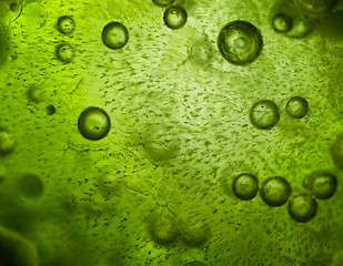 Image showing Spirulina ice