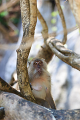 Image showing Monkey on Monkey Beach Phi Phi