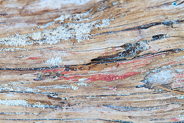 Image showing Old wood log 