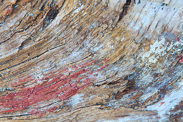 Image showing Old wood log 