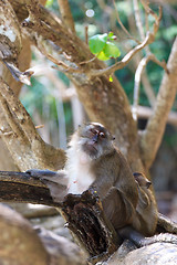 Image showing Monkey on Monkey Beach Phi Phi