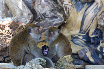 Image showing Monkey on Monkey Beach Phi Phi