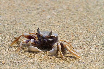 Image showing Crab on the beach