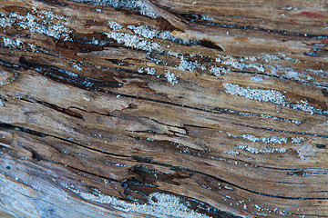 Image showing Old wood log 