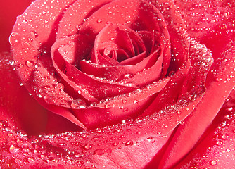 Image showing background of red rose