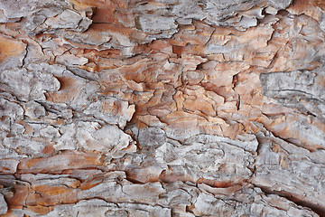 Image showing Texture of pine-tree