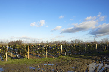 Image showing Fruit farm in winter