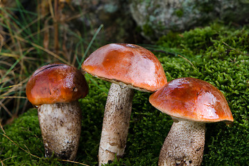 Image showing closeup three wet mushrooms red-cap moss wet forest 