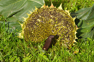 Image showing cut ripe sunflower head head knife meadow grass 