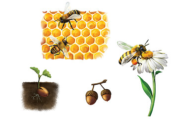 Image showing Bee on cell, bees and honey, bumblebee