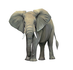 Image showing elephant, Big adult Asian elephant.