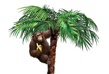 Image showing Brown monkey on palm tree eating a banana.