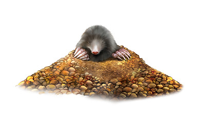 Image showing animal Mole in molehill showing claws