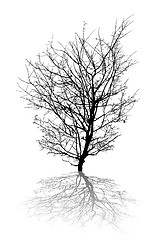 Image showing Abstract tree