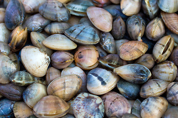 Image showing Sea shells clams 