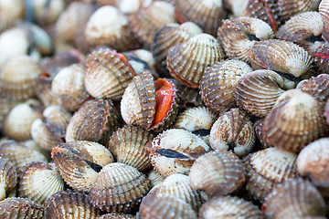 Image showing Sea shells clams 