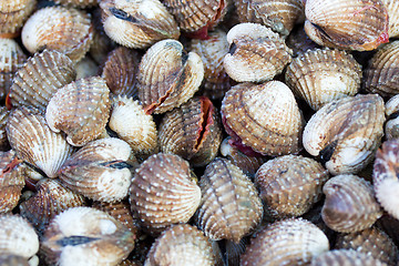 Image showing Sea shells clams 