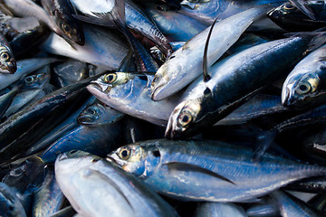 Image showing Chub mackerels, sea fish