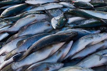 Image showing Chub mackerels, sea fish