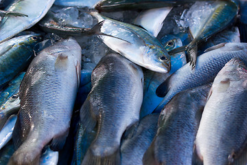 Image showing Chub mackerels, sea fish