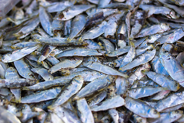 Image showing Chub mackerels, sea fish