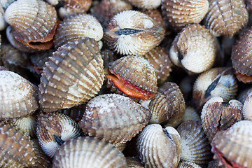 Image showing Sea shells clams 