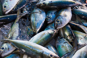 Image showing Chub mackerels, sea fish
