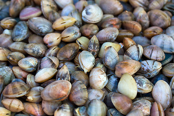 Image showing Sea shells clams 