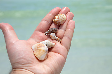 Image showing Hand Holding Seashells