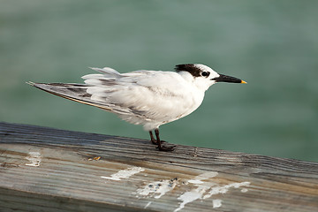 Image showing Florida Sandpiper Bird