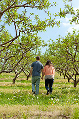 Image showing Couple Walking Through Apple Orchard