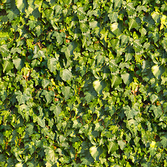 Image showing Ivy. Seamless Texture.