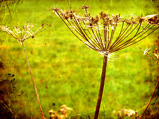 Image showing Dry Fennel flower in grunge and retro style. Summer field.