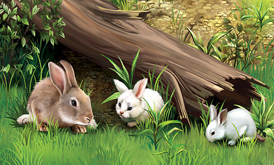 Image showing Rabbits on a grass.