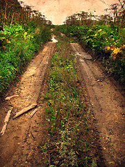 Image showing Old dirt road overgrown with wild grass.