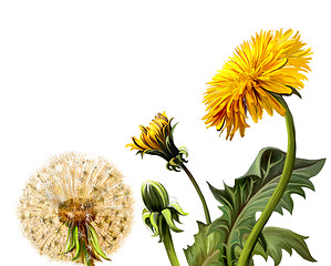 Image showing Yellow dandelions