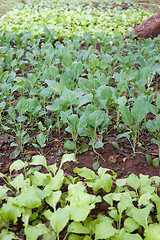 Image showing organic vegetables growing