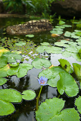 Image showing water lily in pond