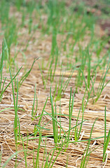 Image showing organic vegetables growing